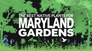 The Best Native Plants for Maryland Gardens