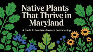Native Plants That Thrive in Maryland A Guide to Low-Maintenance Landscaping